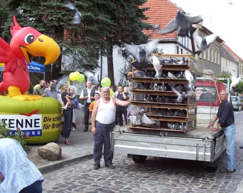 Tauben