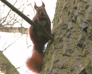 Eichhörnchen